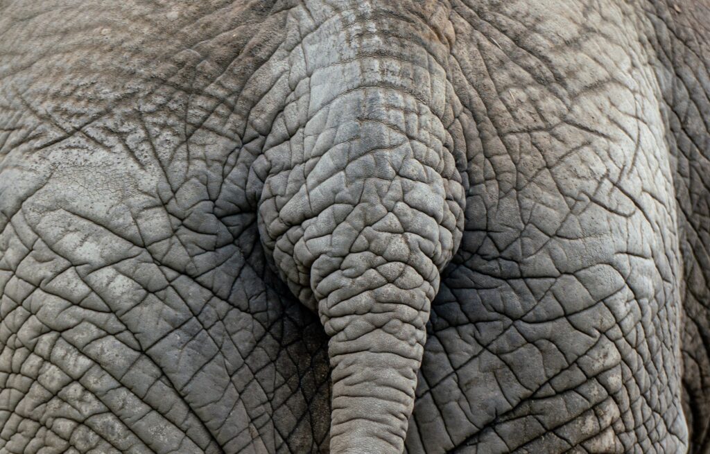 Elefantenpopo